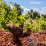 LA DO VALDEPEÑAS INICIA UNA NUEVA ETAPA PARA RECUPERAR PROTAGONISMO EN EL VINO ESPAÑOL